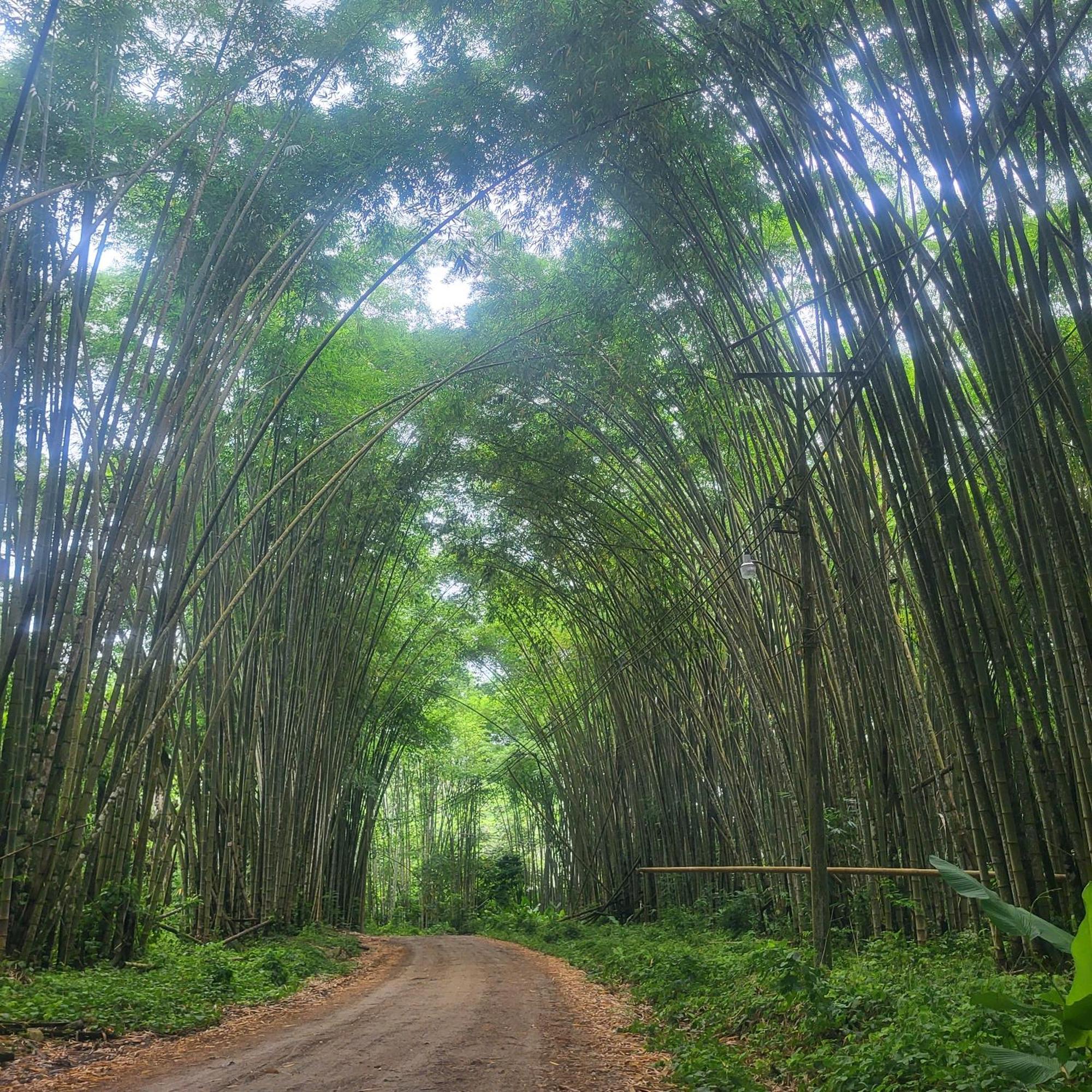 Madre Terra Bed and Breakfast Uvita Buitenkant foto